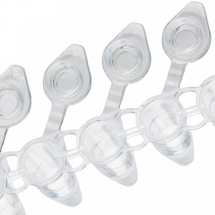 PCR Products